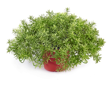 Дасти Миллер куст в горшочке 20.6320N