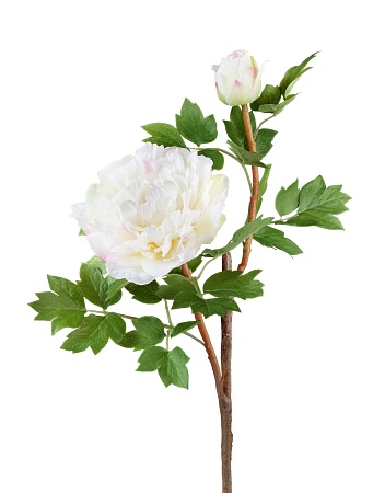 Пион белый ветвь малая 30.0613123WH