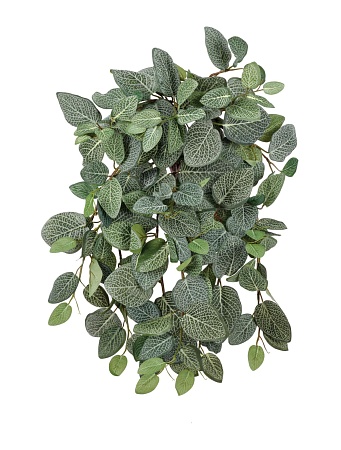 Фиттония Сноу ампельная 20.1384L