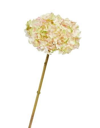 Гортензия нежно-розовая с нежно-лаймовым 30.111700...