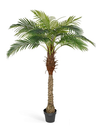 Финиковая пальма Новая 10.071405/6