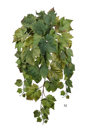 Виноградный куст ампельный натуральный 20.1290M