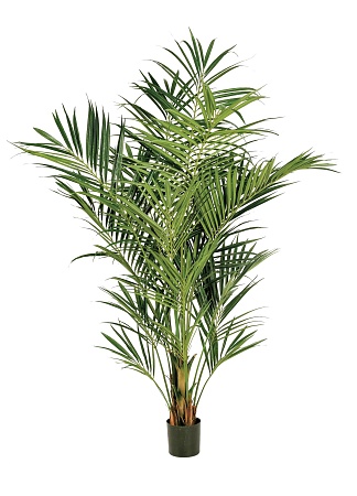 Пальма Кентия (Ховея) де Люкс 10.1344XL