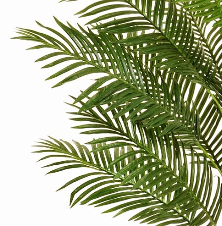 Пальма Арека Парадиз 10.11635N