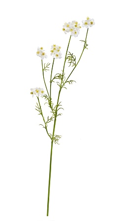 Ранункулюс Полевой белый 30.0617212WH