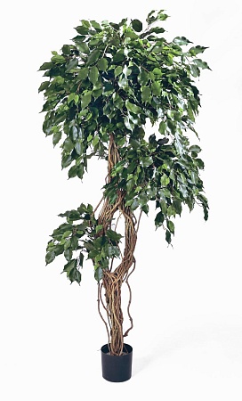 Фикус Бенжамина Селеста 10.31307N