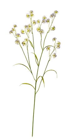 Астранция Вайлд светло-сиреневая 30.0617214LB