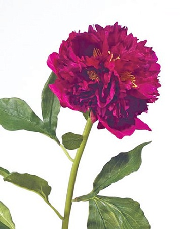 Пион большой бордо  30.03070049/2