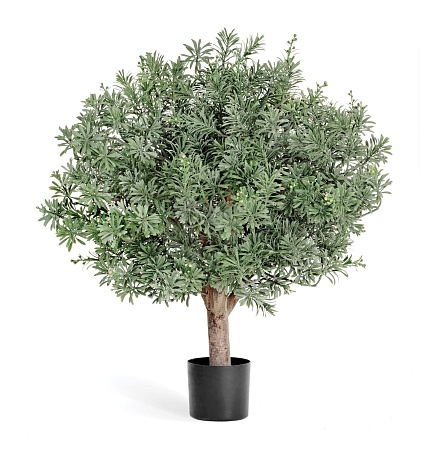 Кроссостефиум (Миллер) шар 10.56602N