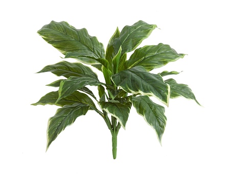 Хоста Соу Свит зелёная с белой каймой (Real Touch)...