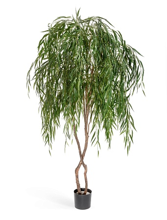 Ива плакучая  10.56208N