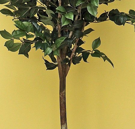 Камелия Вайн кремовая  10.39106NW