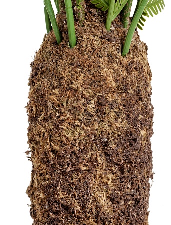 Папоротник Форест древовидный 10.56805N