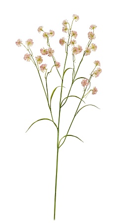 Астранция Вайлд нежно-розовая 30.0617214PK