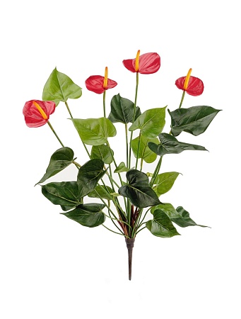 Антуриум Куст де люкс красный  20.1108R