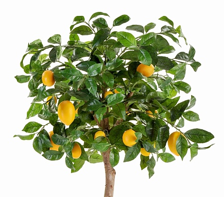 Лимонное дерево с плодами на штамбе 10.59704N