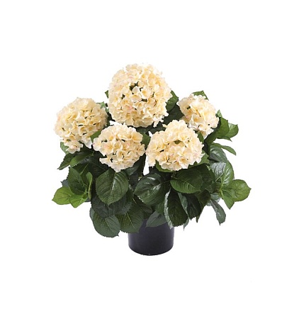 Гортензия куст большой крем-ваниль в горшке 20.625...
