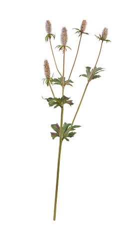 Эрингиум Элегант светло-сиренево-зеленый 30.061720...