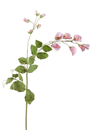 Цветной горошек св.розовый  30.03080090PK