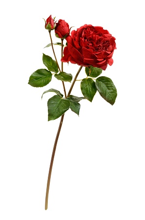 Роза Дэвид Остин Роял ветвь алая 30.11170019SR