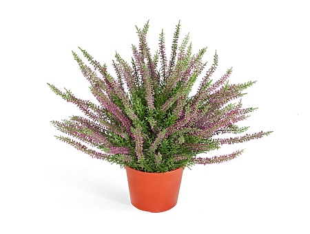 Эрика (вереск) большой куст темно-сиреневый 20.593...