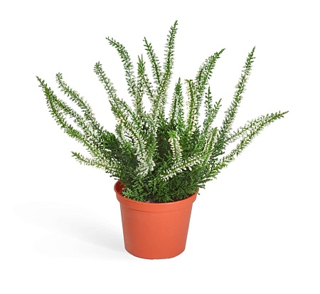 Эрика (вереск) куст белый 20.5937CR