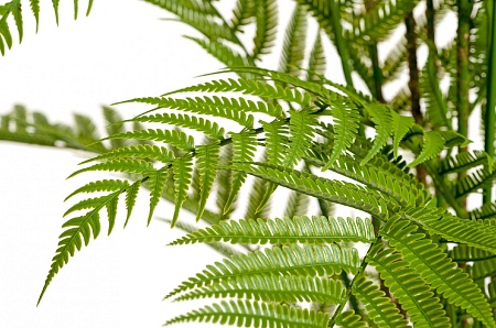 Папоротник Форест древовидный 10.56805N