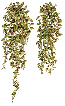 Традесканция бело-зелёная с розовым в-70 см (серия...