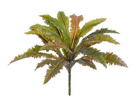 Аспленуимм Криспи Вэйв куст 20.1070N