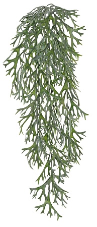 Стегхорн (Оленьи рога) куст ампельный в-70 см, ш-2...