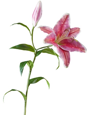 Лилия Стар Гейзер темно-розовая с белым 30.0313040...