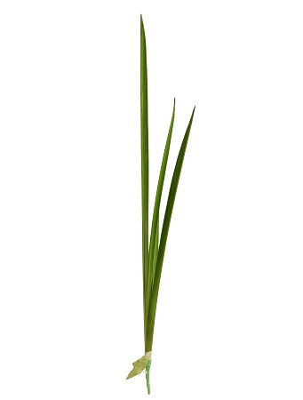 Листы Тиффы 30.0611096