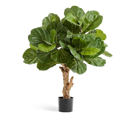 Фикус Лирата Форест 10.33604N