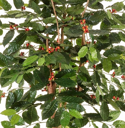 Кофейное дерево с плодами 10.38906FL