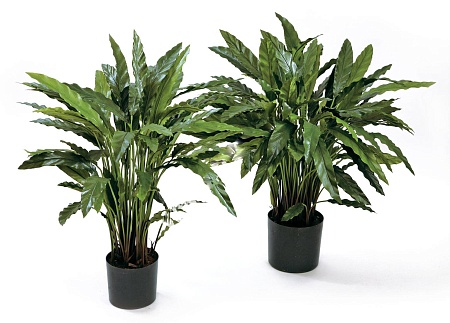 Калатея в горшке 20.1010N