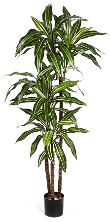 Драцена Джанет Крейг бело-зеленая 10.58204NW