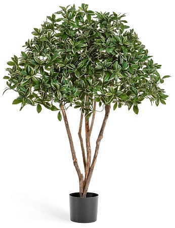 Эонимус (Бересклет) Японский зонтичный 10.52604N