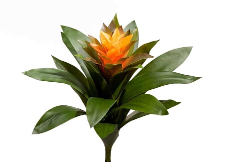 Гусмания Сангвиния желтая 20.0615191YL