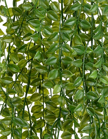 Каллизия зелёная большая ампельная (пластик) в-125...