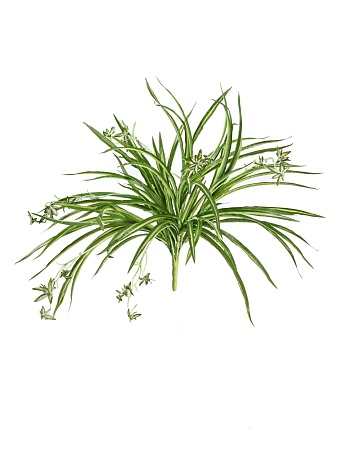 Хлорофитум бело-зеленый куст с ростками 20.1192N