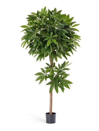 Пахира 10.36405N