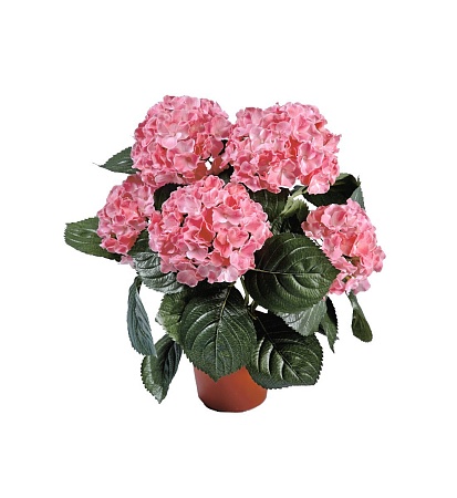 Гортензия куст розовый в горшке 20.6250PK