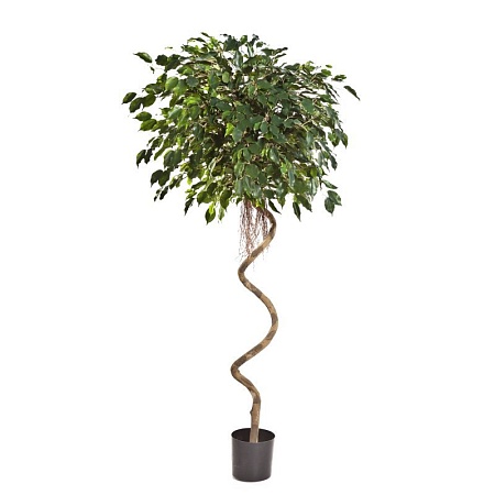 Фикус Бенжамина спираль 10.47507N
