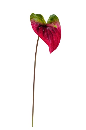 Антуриум Макс зеленый с малиново-бордовым 30.11170...