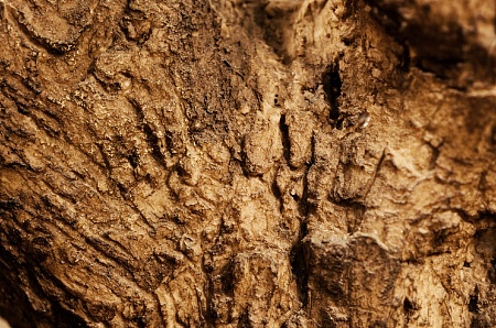 Олива Олден на толстом стволе 10.29009N