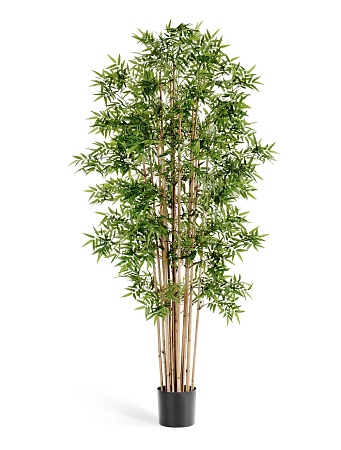 Бамбук Новый японский 10.34106N