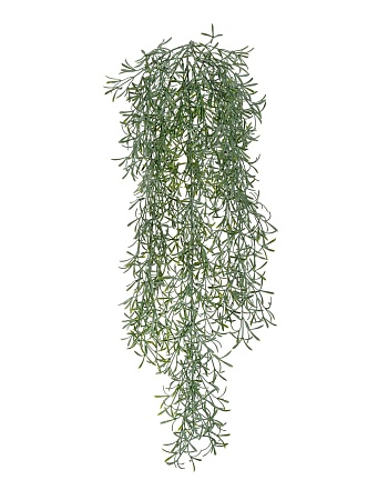 Аспарагус Шпренгера куст св. серый припыленный амп...