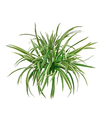 Хлорофитум бело-зеленый куст большой 20.1193N