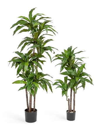 Драцена Джанет Крейг зеленая 3 ствола 10.58202N