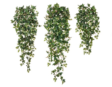 Английский плющ Новый 20.1137N